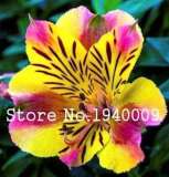 100 pcs Rare Peruvian Lily Alstroemeria Bonsai Plants Mix-Color Beautiful Lilies Flower for Home & Garden Flowers Plants 