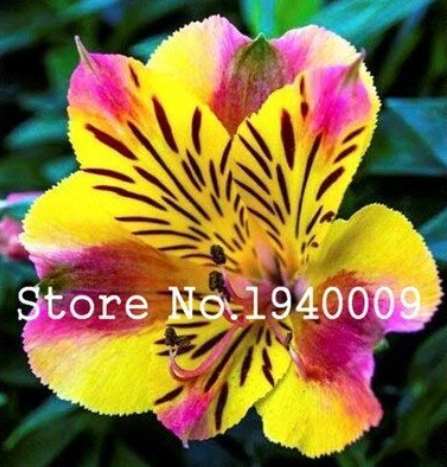 100 pcs Rare Peruvian Lily Alstroemeria Bonsai Plants Mix-Color Beautiful Lilies Flower for Home & Garden Flowers Plants 