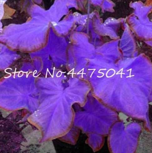  150 Pcs Multiple Colour Thailand Caladium Bonsai of Perennial Rainbow Flower Garden Potted Plant Caladium DIY Home Garden Plant