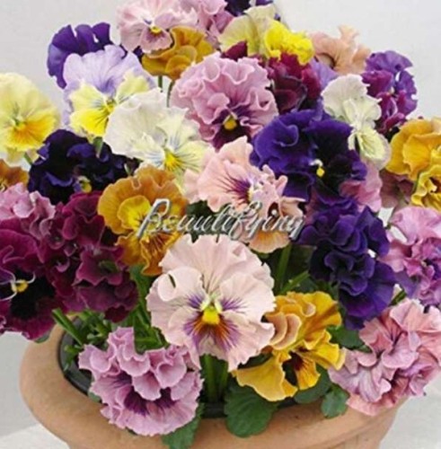 Mixed Color Rare Pansy Bonsai Wavy Viola Tricolor Flower Bonsai Bright Beautiful Folwer Mini Bonsai for Home Garden 2000 Pcs