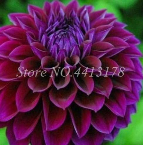 200 pcs Dahlia Flower Plants Jardin Charming Outdoor & Indoor Bonsai Dahlia Plant for Home Garden Potted Plants Easy to Grow