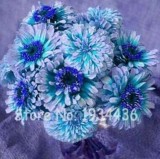  100 Pcs Exotic Zinnia Pretty Pastel Mixed Flower Perennial Spring Flowering Plants Home Garden Potted - (Color: A13)