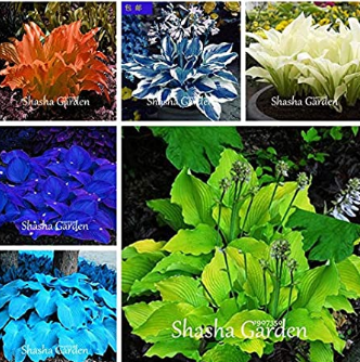 200 pcs Hosta Fragrant Plantain Lily Bonsai Perennial Flower for Home Garden Ground Cover Precious hosta Pot Plants - (Color: Mixed)