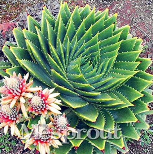 Rare Spiral New Bonsai Succulents Bonsai, MESA Aloe Polyphylla Rotation Aloe Vera Queen Bonsai 100pcs/bag