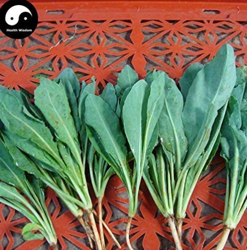 Isatidis Semente 200pcs Plant Traditional Medicine Herb Isatis Tinctoria Grow Indigowoad Root Ban LAN Gen