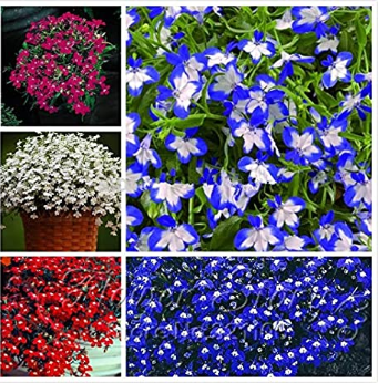 200 pcs/Bag Imported Lobelia Flowers Blooming Covering Flore Outdoor Planting for Home Garden Flower Pot Planters Easy Grow - (Color: Mixed)