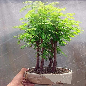 50 Pcs / Pack Dawn Redwood Bonsai Tree Grove Metasequoia Glyptostroboides Bonsai plant DIY Home Gardening Easy To Grow