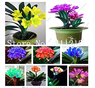 100 pcs Clivia Miniata Plant Gorgeous Bonsai Rare Bush Lily Flower Bonsai DIY Home Garden with High Ornamental Value - (Color: Mixed)
