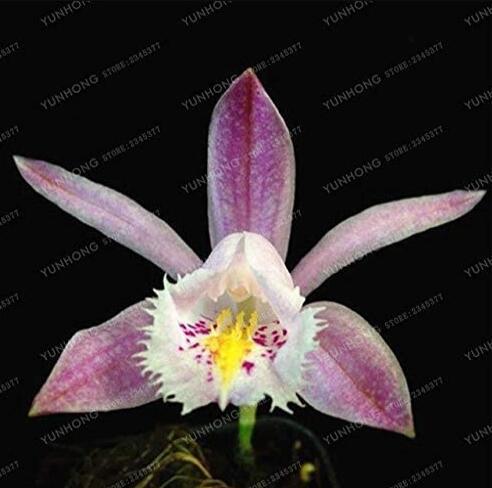 100 Pcs/Bag Pleione Bonsai Rare Orchid Bonsai Popular Perennial Garden Gorgeous Flower Bonsai for Home Garden Planting