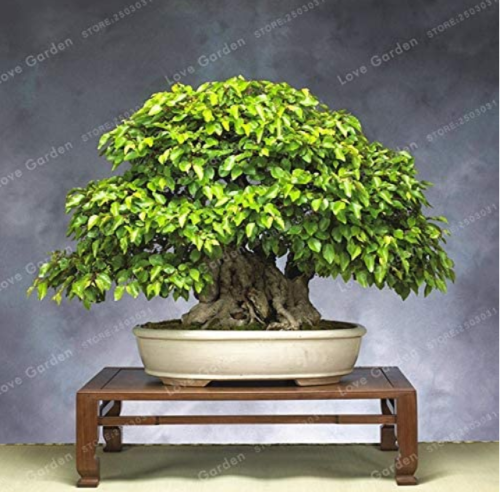 Korean Hornbeam Tree Bonsai Very Beautiful Mini Bonsai Sprout 95% for Home Garden Tree Bonsai 50 PCS/Bag Potted Plant