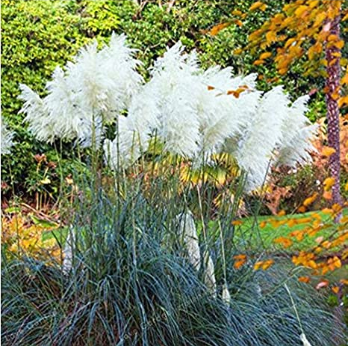 100 Pcs Pampas Grass Patio and Garden Potted Ornamental Plants New Flowers (Pink Yellow White Purple) Cortaderia Grass Plant