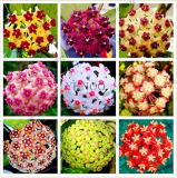 24 Color Hoya Flower Flores Rare Perennial Plant Hoya Carnosa Plante Bonsai plantas Pot Plant for Home Garden 100Pcs - (Color: Mix)