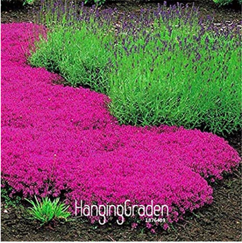 100 Pcs/Lot Creeping Thyme Bonsai - Perfect for Flower Border, Rock Gardens, walkways, patios and containers