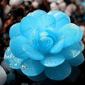 40pcs/Bag Rare Mini Blue lithops Plant Succulent Flores Ass Flower plantas Stone Bonsai for DIY Home Garden