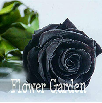 China Rare Black Rose Flower Bonsai 150pcs Easy to Plant Family Garden Flores La rosa Negra Semillas
