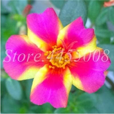 100PCS Exotic Portulaca Grandiflora Seeds Moss-rose Purslane Double Indoor Flowers