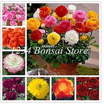 100 pcs Ranunculus Flower Plants Seeds Ranunculus Flower Bonsai Perennials Flower De Flores Jardinagem - (Color: Mixed)