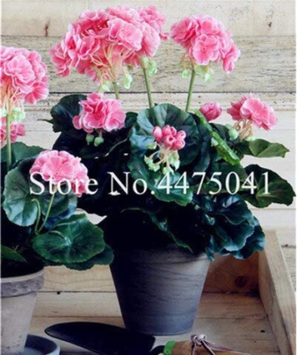100 Pcs Geranium Bonsai, Perennial Fleur Graine Geranium Flowers,Pelargonium Peltatum Indoor Dwarf Bonsai Garden Flower Plant - (Color: 6)