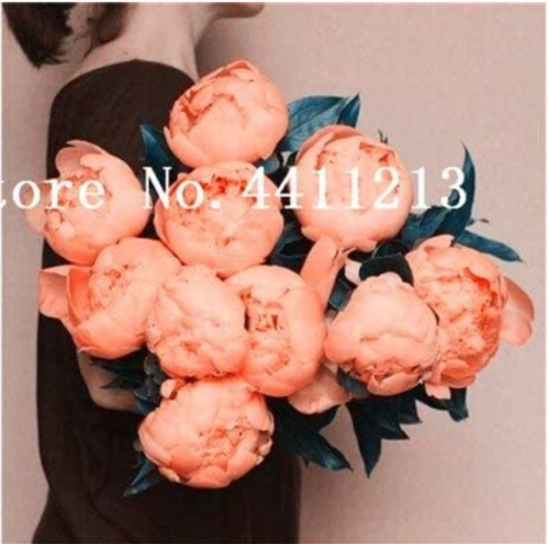 Hot Sale 10 Pcs Peony Flower Bonsai Garden and Potted Plants Paeonia Suffruticosa Tree, Peony Root Flower for Home Garden - (Color: 7)