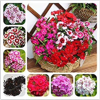 100 Pcs/Bag Multicolored Carnation Bonsai Potted Flowers Balcony Bonsai Plant for Garden Home Four Seasons Planting Easy to Grow - (Color: Mix)
