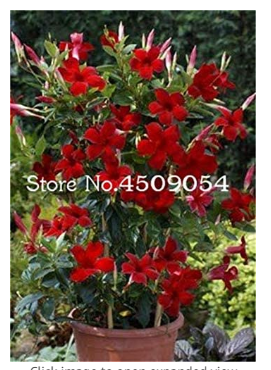 200 Pcs Rare Climbing Plants Jasmine Bonsai Amazing Smell & Beautiful Flowers Perennial Plant Decorated Home Garden indor Plants