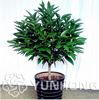 10 PCS Bonsai Cinnamomum Kotoense Plant,Clean The air Foliage Plants Cinnamomum Kotoense for The Garden of The House DIY