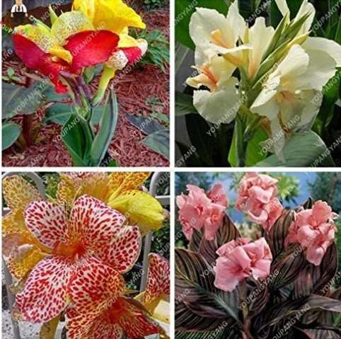 20pcs True Canna Lily Bonsai Bonsai Flower Bonsai Potted Bonsai - Pretoria - Variegated Foliage - Exotic Blooms - (Color: Mixed)