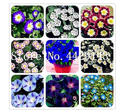 100 Pcs/Bag Morning Glory Seeds Rare Star Blue Bonsai Garden and Patio Potted Plant Morning Glory Flowers