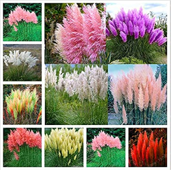 Mixed Colors Pampas Grass Plant Bonsai Balcony Colorful Grass Flores Best Natural Decoration for Garden 200pcs/bag - (Color: Mix)