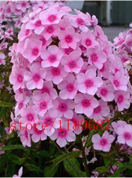 100pcs/bag Phlox Drummondii Cuspidata Flower 4 Colours Bonsai Plant for Home Garden - (Color: Pink)