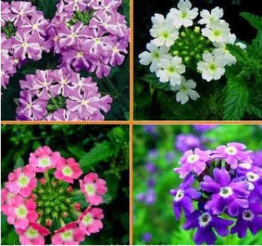 Verbena Flower Flowers Potted Plants Flower bonsais Yi Seed Sowing Seasons Indoor Balcony Meaty 10pcs - (Color: 3)
