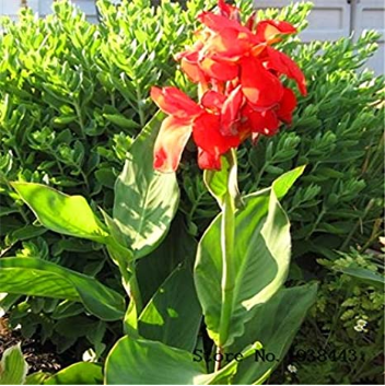 5 Canna Edulis Seeds, Arrowroot, Indian Shot,Flowering Plant - (Color: 1)