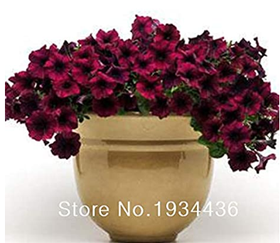 50 pcs/lot Balcony Patio Potted Petunia Outdoor Perennial Blooming Wine Red Flower Easy Wave Series for Home Garden Planting