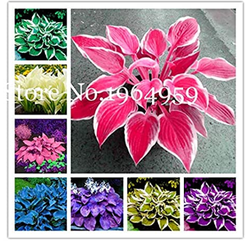 100 Pcs/Bag Beautiful Hosta Bonsai Plants, Perennials Lily Flower Shade Hosta Flower Grass Bonsai Ornamental Plant Home & Garden - (Color: Mixed)
