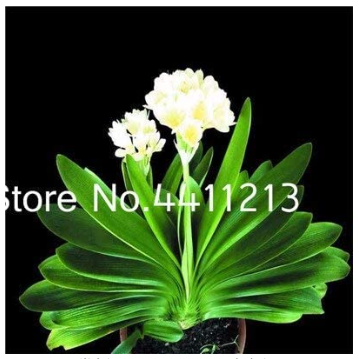 100 pcs Clivia Miniata Plant Gorgeous Bonsai Rare Bush Lily Flower Bonsai DIY Home Garden with High Ornamental Value