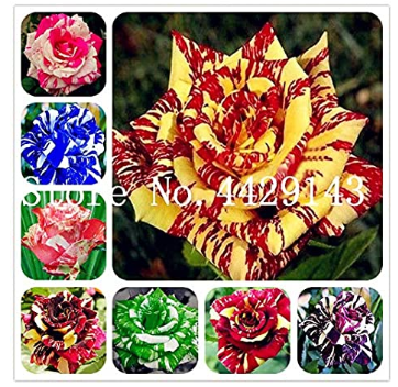 200 Pcs/Bag Germany Rare Dragon Rose Bonsai Flowering Plants for DIY Home Garden & Balcony - (Color: Mixed)