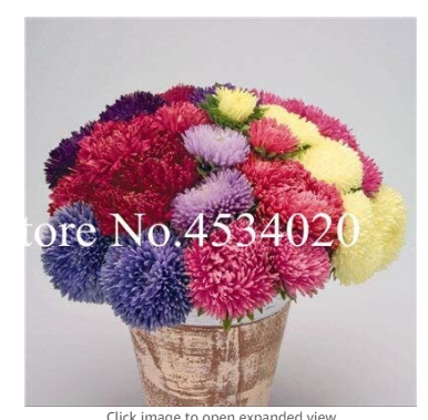 100 pcs Chinese Aster Bonsai (Callistephus) give You a Garden Full of Bright Summer Big Flowers Orginal Package