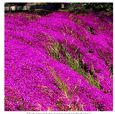 200pcs/bag Rock cress Creeping Thyme Bonsai Multi-Color Perennial Flower Plant Ground Cover Flower Garden Decoration
