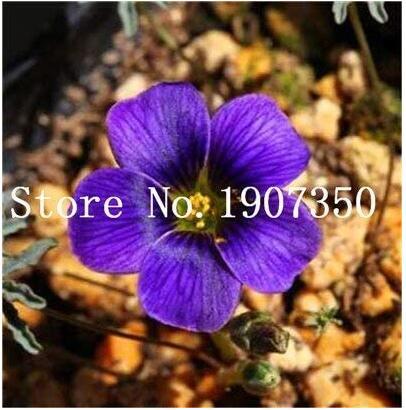 100PCS Rare Exotic Rainbow Oxalis Wood Sorrel Flower Bonsai Plants Oxalis Purple Shamrock Clover Perennial Outdoor Home Garden