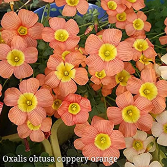 US$ 2.33 - 100+ Rare Oxalis obtusa coppery Orange Oxalis Flowers