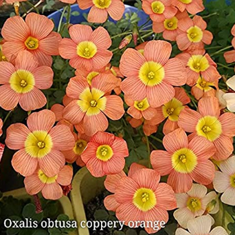 100+ Rare Oxalis obtusa coppery Orange Oxalis Flowers Bulbs for Garden Kalanchoe Survival high