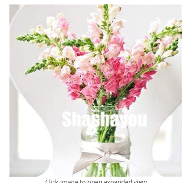 100 Pcs Freesias Bonsai Gorgeous Colorful & Fragrant Plants Cut Orchid Freesia Rhizome Bulbous Flowers, Home,Yard, Balcony