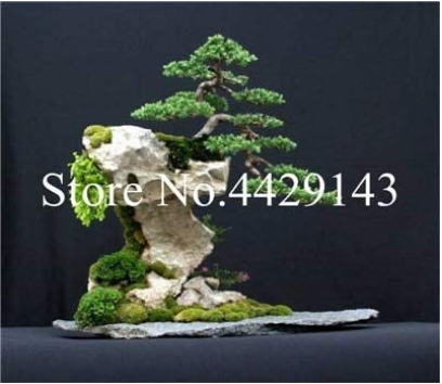 100 pcs Dawn Redwood Bonsai Tree Grove - Metasequoia Glyptostroboides,DIY Home Gardening! Very EasyTo Grow! Ornamental-Plant - (Color: 2)