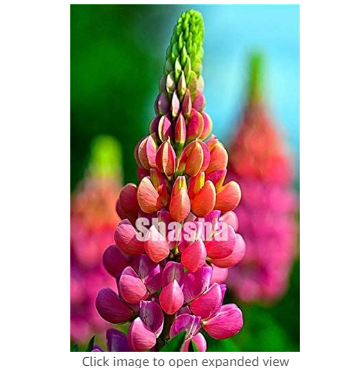 200 pcs Mix Color Lupine Bonsai Plants Annual Succulent groundcover Flower bonsais Potted Planting for Home Garden Easy to Grow