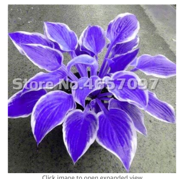 200 PCS Hosta Plants Perennials Plantain Flower Bonsai Rare Lily Flower White Lace Home Pot Garden Ground Cover Plant Flores
