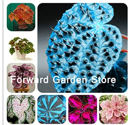 24 Colors 100Pcs Begonia Flower Bonsai,DIY Planting Flowers, Potted Garden Courtyard Balcony Coleus Bonsai,Lantern Begonia - (Color: Mixed)