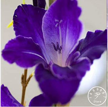 Big Violet Gladiolus Bonsai Garden Plants Potted Flowers Orchids Purple Gladioli Gladiolus 100 Pcs/Pack,#Y4B5G2