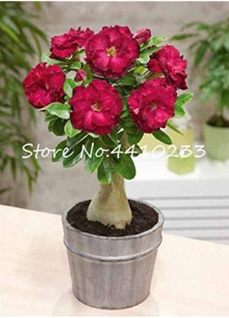 10PCS 100% True White Desert Rose Bonsai Ornamental Plant Balcony Bonsai Potted Beautiful Flower Adenium Obesum Bonsai