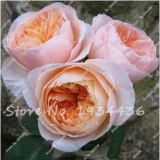 Creepers Flowers Rosa,Polyantha Rose, Chinese Flower,Climbing Roses 100 pcs/Bag Ornamental-Plant Mixed Color - (Color: 2)