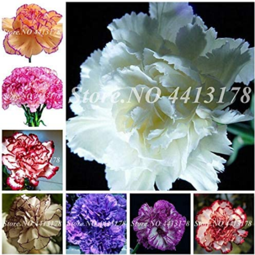 Kasuki New Arrival! 50 Pcs Mini Carnations Seed Balcony Potted Plants Dianthus Caryophyllus Mother Flower for Home Garden Free Ship - (Color: Mixed)